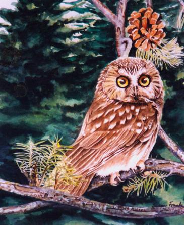 Owl (Watercolour)